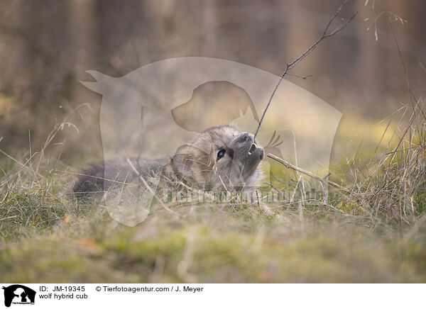 Wolfshybrid Welpe / wolf hybrid cub / JM-19345