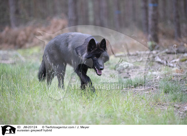 Eurasischer Grauwolf Hybrid / eurasian greywolf hybrid / JM-20124