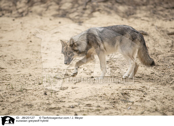 Eurasischer Grauwolf Hybrid / eurasian greywolf hybrid / JM-20127