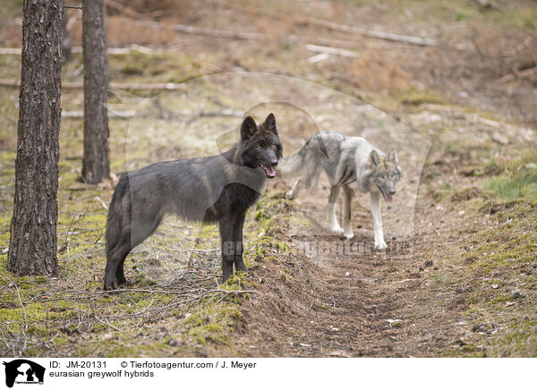 eurasian greywolf hybrids / JM-20131