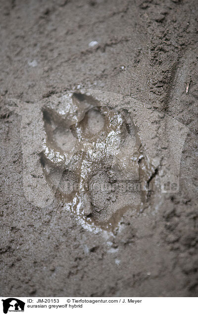 Eurasischer Grauwolf Hybrid / eurasian greywolf hybrid / JM-20153