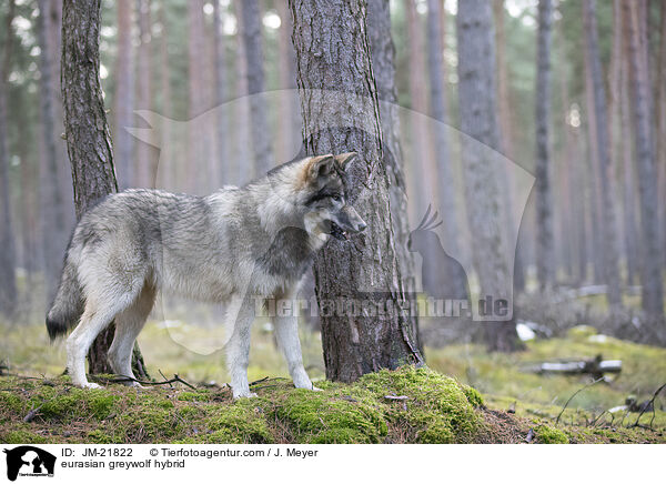 Eurasischer Grauwolf Hybrid / eurasian greywolf hybrid / JM-21822