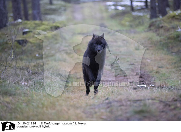 Eurasischer Grauwolf Hybrid / eurasian greywolf hybrid / JM-21824
