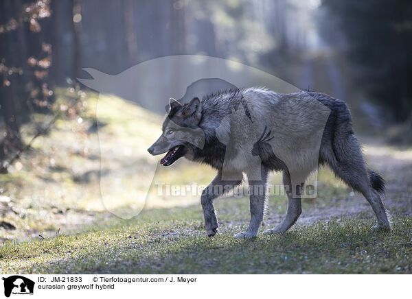 Eurasischer Grauwolf Hybrid / eurasian greywolf hybrid / JM-21833