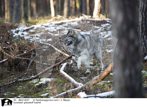 Eurasischer Grauwolf Hybrid / eurasian greywolf hybrid / JM-21837