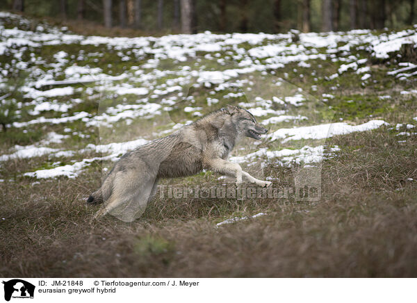 Eurasischer Grauwolf Hybrid / eurasian greywolf hybrid / JM-21848