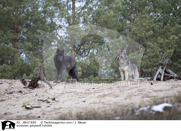 Eurasische Grauwolf Hybriden / eurasian greywolf hybrids / JM-21850