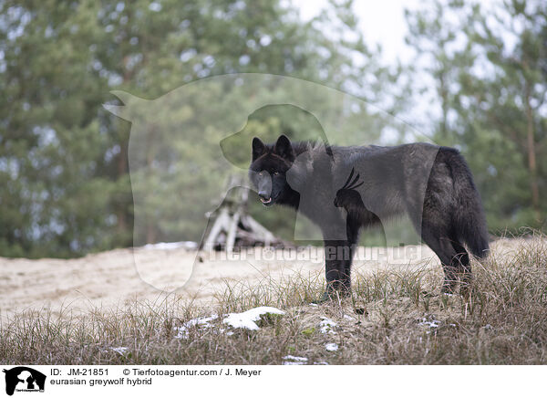 Eurasischer Grauwolf Hybrid / eurasian greywolf hybrid / JM-21851