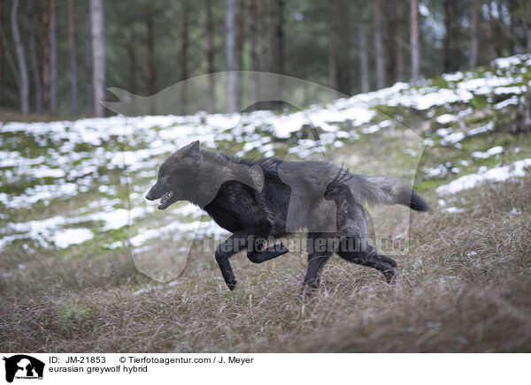 Eurasischer Grauwolf Hybrid / eurasian greywolf hybrid / JM-21853