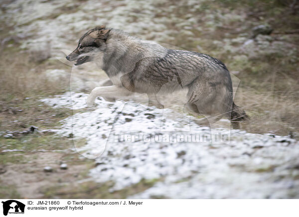 Eurasischer Grauwolf Hybrid / eurasian greywolf hybrid / JM-21860