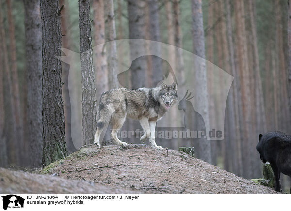 eurasian greywolf hybrids / JM-21864
