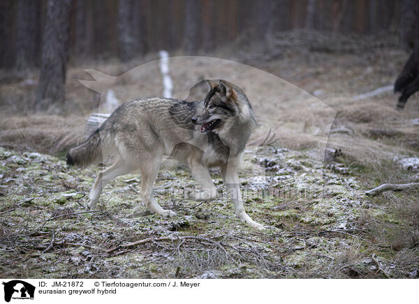 Eurasischer Grauwolf Hybrid / eurasian greywolf hybrid / JM-21872