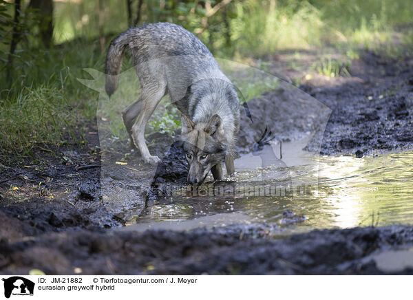 eurasian greywolf hybrid / JM-21882