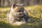 wolf hybrid cub