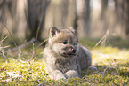 wolf hybrid cub