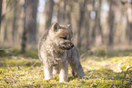 wolf hybrid cub