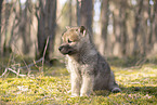 wolf hybrid cub