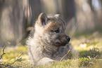 wolf hybrid cub