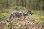 eurasian greywolf hybrid