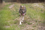 eurasian greywolf hybrid