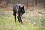eurasian greywolf hybrid