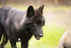 eurasian greywolf hybrid
