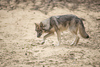 eurasian greywolf hybrid