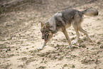 eurasian greywolf hybrid