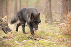 eurasian greywolf hybrids