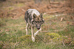 eurasian greywolf hybrid