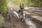 eurasian greywolf hybrid