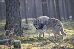 eurasian greywolf hybrid