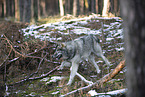 eurasian greywolf hybrid