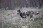 eurasian greywolf hybrid