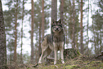eurasian greywolf hybrid