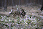 eurasian greywolf hybrid