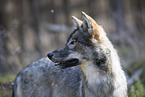 eurasian greywolf hybrid