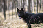 eurasian greywolf hybrid