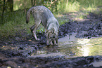 eurasian greywolf hybrid