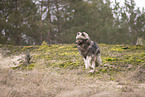 Wolf Hybrid