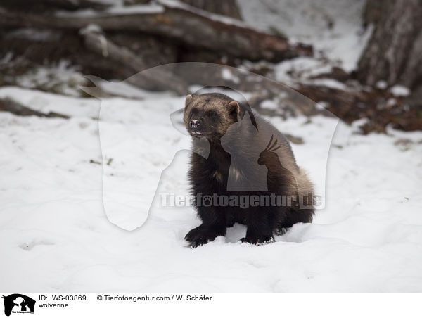 Vielfrass / wolverine / WS-03869