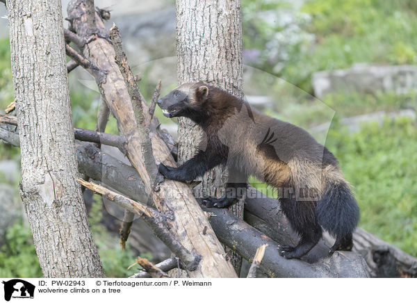 wolverine climbs on a tree / PW-02943