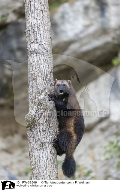 Vielfra klettert auf Baum / wolverine climbs on a tree / PW-02946