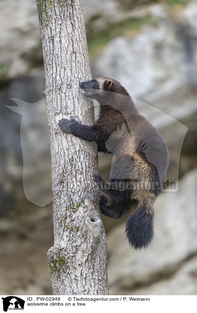 Vielfra klettert auf Baum / wolverine climbs on a tree / PW-02948