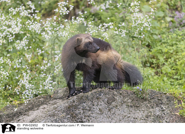 stehender Vielfra / standing wolverine / PW-02952