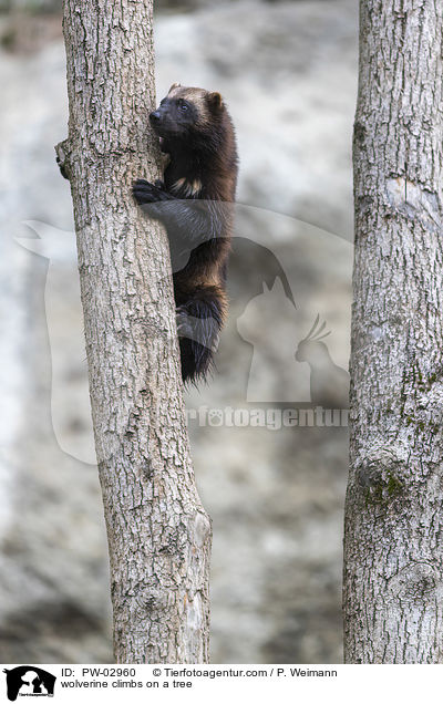 wolverine climbs on a tree / PW-02960