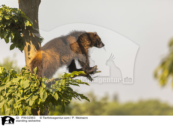 stehender Vielfra / standing wolverine / PW-02963
