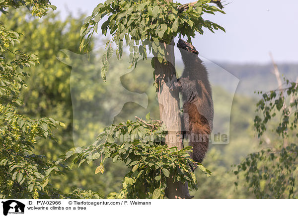 Vielfra klettert auf Baum / wolverine climbs on a tree / PW-02966