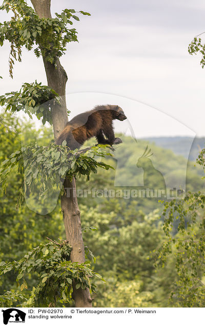 stehender Vielfra / standing wolverine / PW-02970