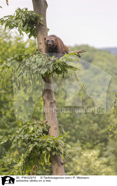 wolverine climbs on a tree / PW-02974